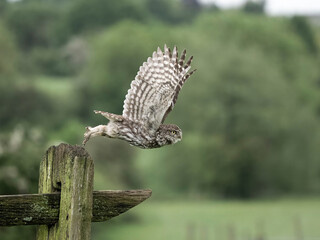 Little owl, Athene noctua