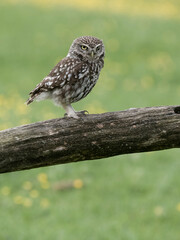 Little owl, Athene noctua