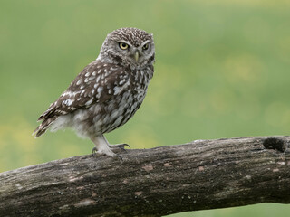 Little owl, Athene noctua