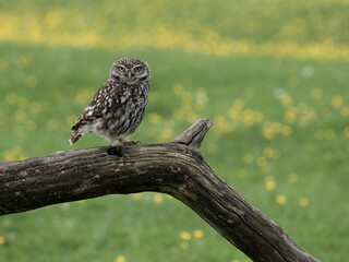 Little owl, Athene noctua