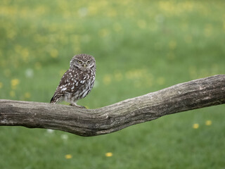Little owl, Athene noctua