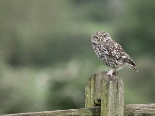 Little owl, Athene noctua