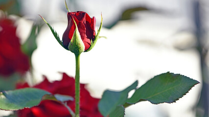 Red Rose Bud. New rose bud. Young graceful spray rose. A small bud of a blooming flower. magic...