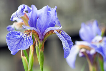 Irideae. Purple iris flowers are blooming in the garden. blue and purple flowers in the garden....