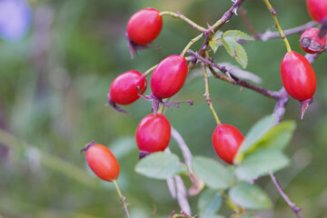 red rose hips on a branch in the forest. berry in the forest, natural background. rosehip bush. green leaves and red berries. natural background. beauty in nature. close-up