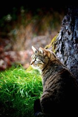 Fototapeta premium Cat outside next to a tree