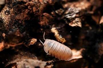 Cubaris murina papaya ball isopoda rathkes woodlouse, Cubaris murina insect assel exotic animal in natural background
