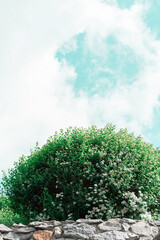 green tree in the blue sky with white clouds in sunny day in spring