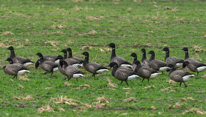 Bernache cravant,.Branta bernicla, Brant Goose, marais; region Pays de Loire; marais Breton; 85, Vendée, Loire Atlantique, France