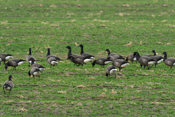 Bernache cravant,.Branta bernicla, Brant Goose, marais; region Pays de Loire; marais Breton; 85, Vendée, Loire Atlantique, France
