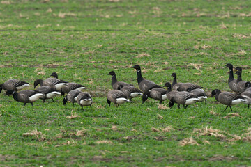 Bernache cravant,.Branta bernicla, Brant Goose, marais; region Pays de Loire; marais Breton; 85, Vendée, Loire Atlantique, France