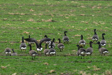 Bernache cravant,.Branta bernicla, Brant Goose, marais; region Pays de Loire; marais Breton; 85, Vendée, Loire Atlantique, France