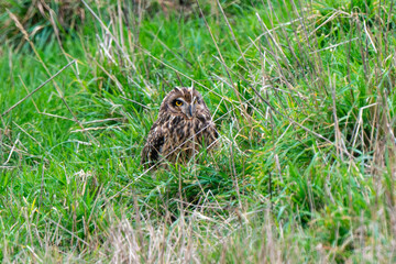 Hibou des marais, Hibou brachyote, Asio flammeus, Short eared Owl