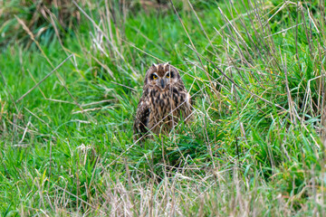 Hibou des marais, Hibou brachyote, Asio flammeus, Short eared Owl