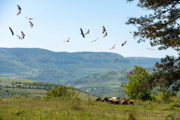 Fototapeta premium Vautour fauve,.Gyps fulvus, Griffon Vulture, Parc naturel régional des grands causses 48, Lozere, France