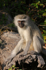 Grüne Meerkatze / Vervet monkey / Cercopithecus aethiops .