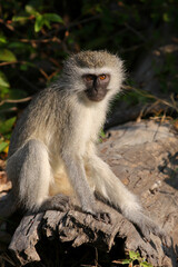Grüne Meerkatze / Vervet monkey / Cercopithecus aethiops .