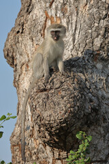 Grüne Meerkatze / Vervet monkey / Cercopithecus aethiops .