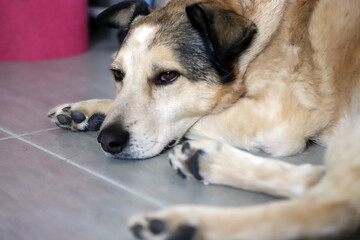A sad dog without a breed from a shelter lies on the floor at home