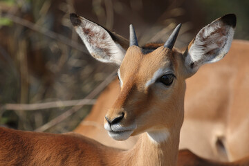 Schwarzfersenantilope / Impala / Aepyceros melampus.