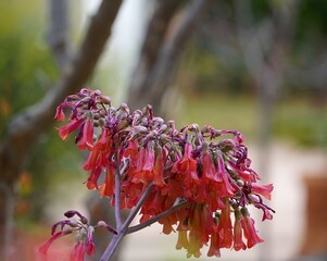 Mother of thousands, or Kalanchoe daigremontiana red flowers