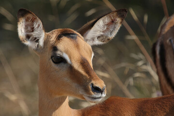 Schwarzfersenantilope / Impala / Aepyceros melampus.