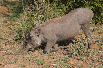 Warzenschwein / Warthog / Phacochoerus africanus
