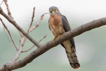 Common Hawk Cuckoo