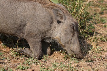 Warzenschwein / Warthog / Phacochoerus africanus