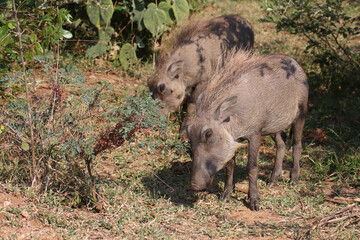 Warzenschwein / Warthog / Phacochoerus africanus