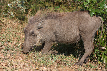 Warzenschwein / Warthog / Phacochoerus africanus