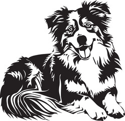lying Australian Shepherd dog