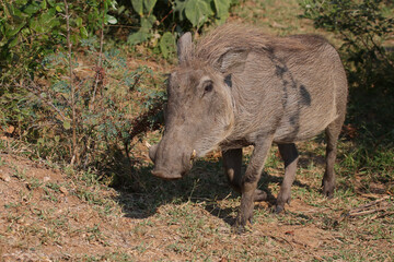 Warzenschwein / Warthog / Phacochoerus africanus