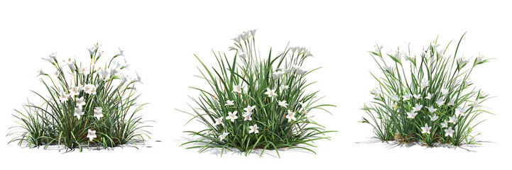 3d illustration of white Zephyranthes bush isolated on transparent background