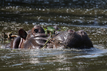 Fototapeta premium Flußpferd / Hippopotamus / Hippopotamus amphibius