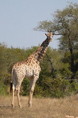 Giraffe / Giraffe / Giraffa camelopardalis