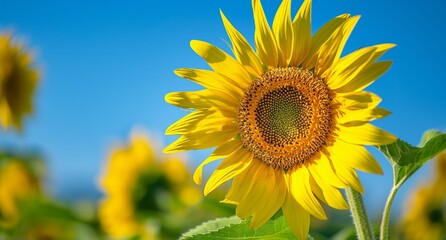 Obraz premium AI generated illustration of a sunflower blooming in the field on a sunny day