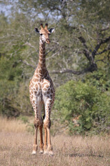 Giraffe / Giraffe / Giraffa camelopardalis