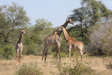 Giraffe / Giraffe / Giraffa camelopardalis