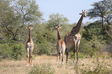 Giraffe / Giraffe / Giraffa camelopardalis