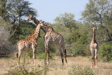 Giraffe / Giraffe / Giraffa camelopardalis