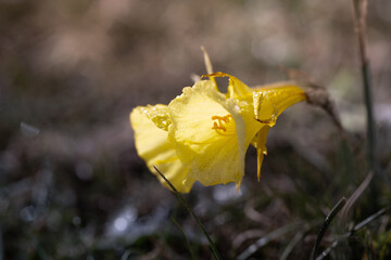 daffodil. These curious flowers inaugurate spring, the season of flowers, with a variety of species...