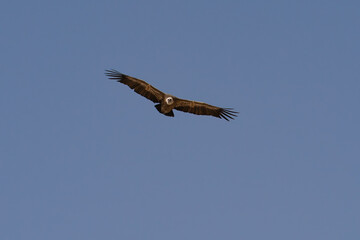 A Griffon Vulture Soaring in a Clear Sky