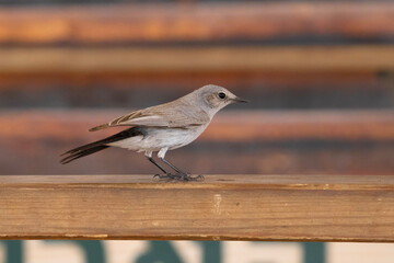 A Blackstart in a Human Environment in Israel