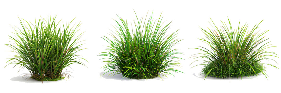 3d illustration of Lomandra lime tuff bush isolated on white background