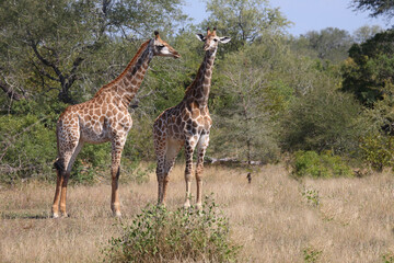 Giraffe / Giraffe / Giraffa camelopardalis