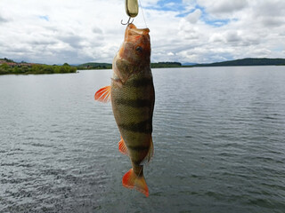 predatory fish caught on a Chinese manufacturer's lure. against the backdrop of a pond