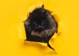 Funny furry black cat looks through ripped hole in yellow paper. Peekaboo. Naughty pets and...
