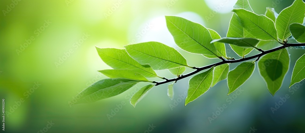 Sticker Closeup nature view of green leaf on blurred greenery background in garden with copy space for text Natural green plants landscape background wallpaper Ecology fresh concept Green leaves frame