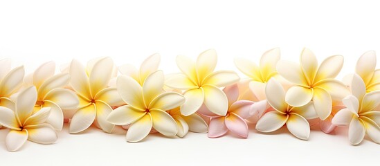 Obraz premium petals of plumeria isolated on white. copy space available